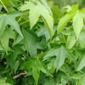 Liquidambar styraciflua Amberbaum, Seesternbaum