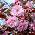 Prunus serrulata 'Royal Burgundy' - Hochstamm