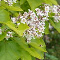 Catalpa bignonioides 'Aurea' - Hochstamm