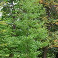 Liquidambar styraciflua 'Fame4ever' - Hochstamm