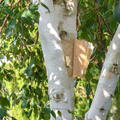 Betula utilis 'Doorenbos' - Hochstamm