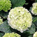 Hortensie, Ballhortensie 'Bright White'� weiss