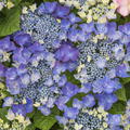 Hortensie, Tellerhortensie 'Frisbee� Blue' (S)