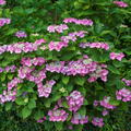 Hortensie, Tellerhortensie 'Blaumeise' rosa