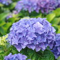 Hortensie, Ballhortensie 'Early Blue'