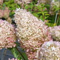 Hortensie, Rispenhortensie ‘Phantom'
