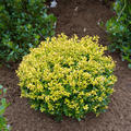 Japanische Stechpalme 'Golden Gem', Ilex crenata