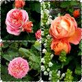 Nostalgie-Edelrose Mary Ann, Rosa Mary Ann, sch�ne Bl�ten
