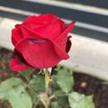 Nostalgische Edelrose 'Admiral'�, Rose 'Admiral'�