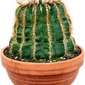 Notocactus warasii, Kugel, im 17cm Topf, H�he 20cm, Breite 20cm