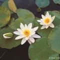 Nymphaea Hybride 'Hermine'