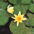 Nymphaea odorata 'Sulphurea'