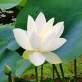 Seerose Hermine, Nymphaea Hybride 'Hermine', Bl�te