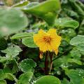 Oca Tubered, Oxalis tuberosa