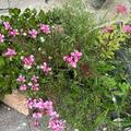 Oenothera lindheimeri 'Siskyou Pink', syn. Gaura lindheimeri 'Siskyou Pink', Prachtkerze, Lubera, Gaura als Strauss im Topf zusammen mit Fetthenne, spanischem G�¤nsebl�¼mchen und Federgras.