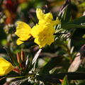 Oenothera tetragona