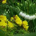 Oenothera tetragona, Oenothera tetragona