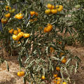 Fleischtomate Old Yellow Candystripe BIO