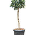 Olea europaea (110-130), Stamm, im 30cm Topf, H�he 120cm, Breite 40cm