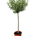Olea europaea (120-150), Stamm, im 26cm Topf, H�he 135cm, Breite 55cm