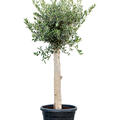 Olea europaea (160-180), Stamm, im 40cm Topf, H�he 170cm, Breite 55cm