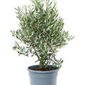 Olea europaea, Busch, im 28cm Topf, H�he 80cm, Breite 40cm