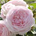 Rose 'Olivia Rose Austin'