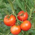 Tomate, Open Sky, Tombonne