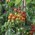 Tomate, Open Sky, Sugar Red
