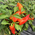 Paprika, Capsicum, OpenSky, Speedy Gonzales
