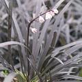 Ophiopogon planiscapus 'Nigrescens' Lubera