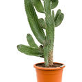Opuntia consolea, Verzweigt, im 29cm Topf, H�he 100cm, Breite 50cm