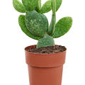 Opuntia inamoena, Verzweigt, im 17cm Topf, H�he 30cm, Breite 25cm