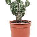 Opuntia microdasys 'Albispina', Verzweigt, im 17cm Topf, H�he 40cm, Breite 25cm