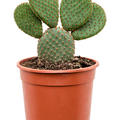 Opuntia microdasys 'Rufida', Verzweigt, im 17cm Topf, H�he 40cm, Breite 25cm