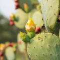 Opuntia stricta, Feigenkaktus