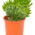 Opuntia subulata, Verzweigt, im 12cm Topf, H�he 30cm, Breite 15cm