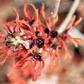 Orange Hamamelis Zaubernuss 'Jelena'