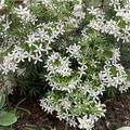 Orangenblume 'White Dazzler'�, Choisya ternata 'White Dazzler'�