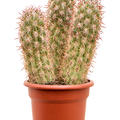 Oreocereus celsianus, im 30cm Topf, H�he 70cm, Breite 40cm