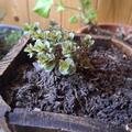 Origanum rotundifolium 'Kent Beauty' , Origanum rotundifolium 'Kent Beauty'
