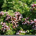 Origanum vulgare 'Compactum'
