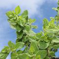 Origanum