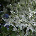 Ornithogalum nutans, Nickender Milchstern
