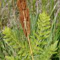 Osmunda regalis