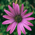Kapk�rbchen, Kapmargerite Lila, Osteosperumum ecklonis