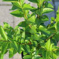 Ligustrum ovalifolium