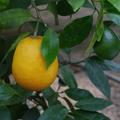 Ovale Orange