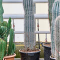 Pachycereus pringlei (130-150), im 35cm Topf, H�he 140cm, Breite 25cm