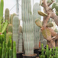 Pachycereus pringlei (160-200), im 45cm Topf, H�he 160cm, Breite 40cm